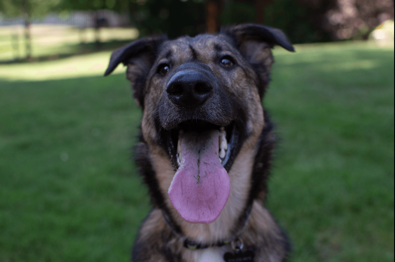 Professional pet photography